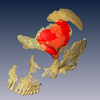 De eerste Nederlandse Neanderthaler
